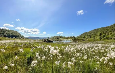 a field of white flowers in a grassy field at Amazing Home In Jøsenfjorden With Sauna in Gullingen