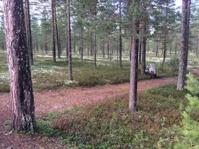 a wooden bench in the middle of a forest at Rena Hostel IVAR in Rena