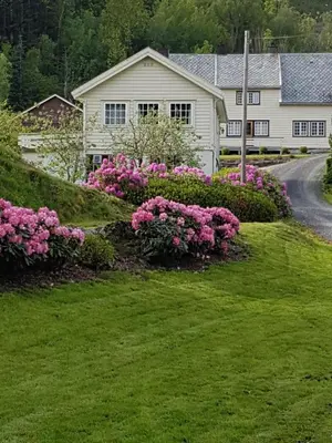 a house with pink flowers in front of a yard at Ropeid Fjordferie in Ropeid