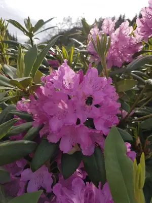 a bunch of pink flowers with a bumblebee on them at Ropeid Fjordferie in Ropeid