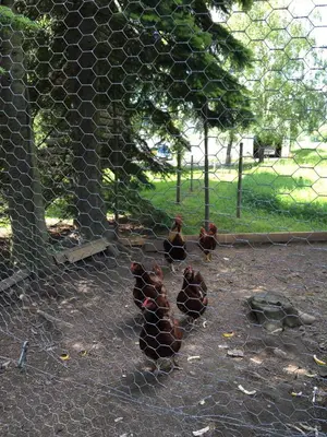 a group of birds standing behind a fence at Skjeggestad Gjestehus in Ringebu