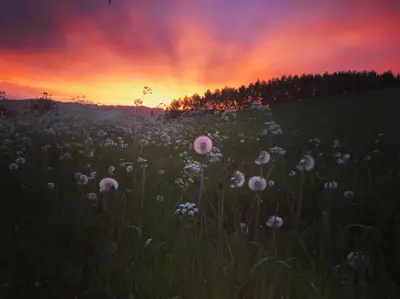 a field of flowers with a sunset in the background at SAGA, unikt badehotell med 5 rom, sauna og badebrygge - Inderøy in Straumen