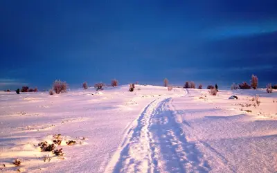 a snow covered field with tracks in the snow at Basecamp Frich`s Hjerkinn in Hjerkinn