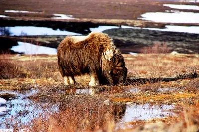 a large brown animal eating grass in a field at Basecamp Frich`s Hjerkinn in Hjerkinn