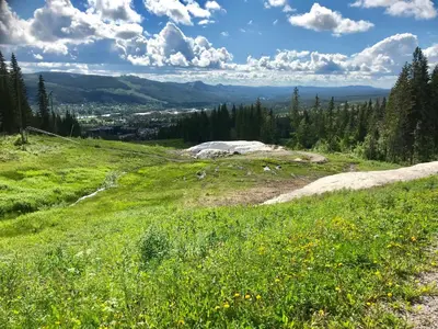 a grassy hillside with a field of yellow flowers at Lillebjørn in Trysil