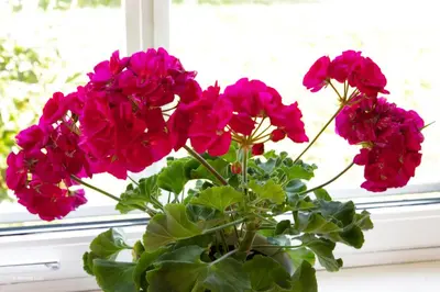a vase filled with pink flowers sitting in a window at Kirkvollen pilegrimsgård in Tydal