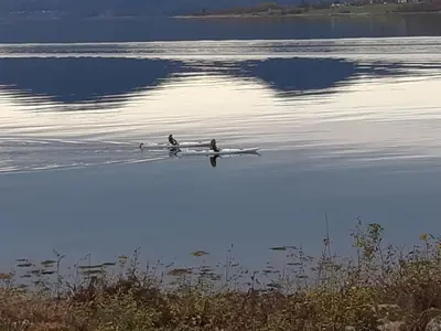 two ducks in a boat on a body of water at feriehus ved sjøen in Tomrefjord