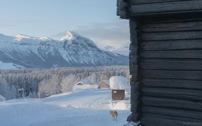 a dog standing next to a building in the snow at Eikre Fjellgård in Hemsedal