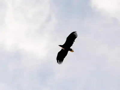a black bird flying in a cloudy sky at 10 person holiday home in Brattvåg in Brattvåg