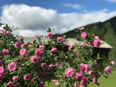 a bush of pink roses in front of a house at Sevletunet B&B and Cabins in Rødberg