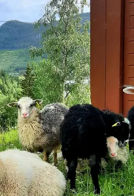 a group of sheep standing in the grass at Gamlestugu Greivjord Fjellgard in Tuddal