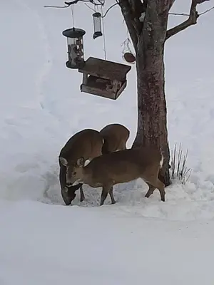 three deer standing in the snow next to a tree at Gamlestugu Greivjord Fjellgard in Tuddal