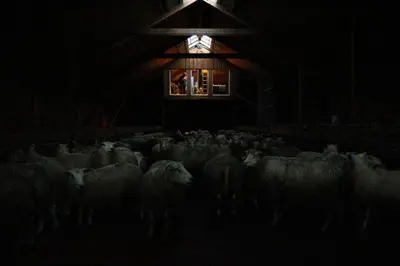 a herd of sheep in a barn with a window at Unik fjøsleilighet in Levanger