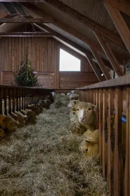 a group of sheep laying in a barn at Unik fjøsleilighet in Levanger