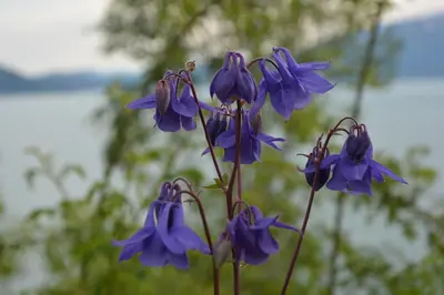 a group of blue flowers in a garden at Hardanger Fjordtun PANORAMA cabin near the Hardangerfjord with fantastic fjordview, silence and nature in Herand