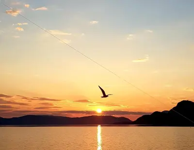 a bird flying over the water at sunset at FUGELVÅGEN, cabins and glamping in Ålvundfjord