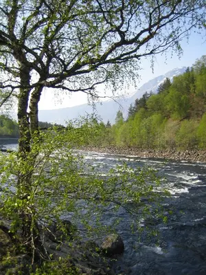 a tree in the middle of a river at Kvamsdal Pensjonat 3 in Eidfjord