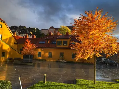 a yellow building with a tree in a parking lot at Cityfjord apartment in Bergen centrum in Bergen