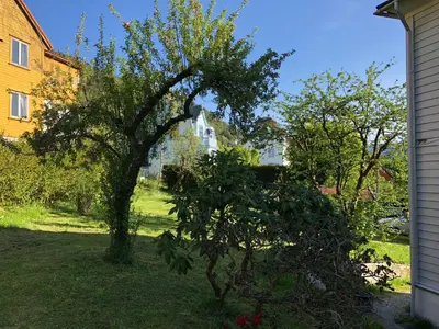 a tree in a yard next to a house at # 1 Mountain View with free street parking in Bergen