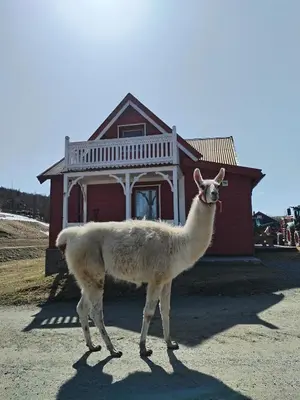 a llama standing in front of a house at Sommerstue Hessdalen in Ålen