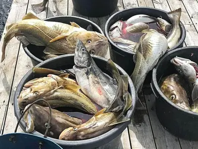 four buckets of fish sitting on a wooden table at 6 person holiday home in Kverva in Dyrvik