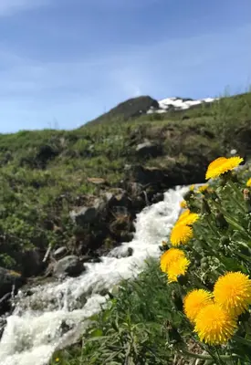 a stream of water with yellow flowers in the foreground at Private apartments!Oppdal Alpintun, Skisenter-Stølen in Oppdal