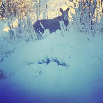 a black dog standing in the snow at In the middle of Trysil fjellet - Welcome Center - Apartment with 4 bedrooms and sauna - By bike arena and ski lift in Trysil