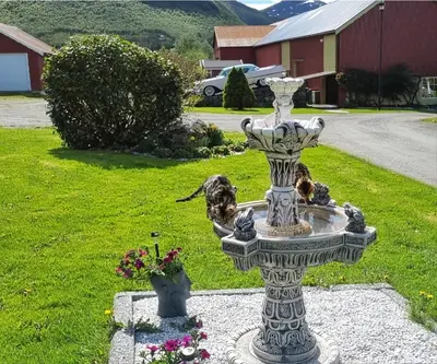 two dogs standing in a fountain in a yard at Rødseth gårdsovernatting Hytter in Molde