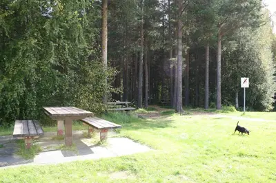 a black cat walking in a park with two picnic tables at Dovreskogen Gjestegård AS in Dovreskogen