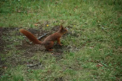a squirrel standing in a field of grass at Fjellro Mountain Cabin in Oppdal