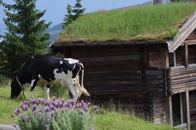 a cow grazing next to a building with a grass roof at Cozy Apartment by the slopes in Kvitfjell Vest in Favang