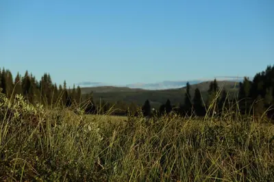 a field of tall grass with trees in the background at Cozy Apartment by the slopes in Kvitfjell Vest in Favang