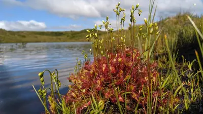 a group of plants next to a body of water at Kråkehaugen Feriehus, a perfect holiday retreat near Åheim in Åheim