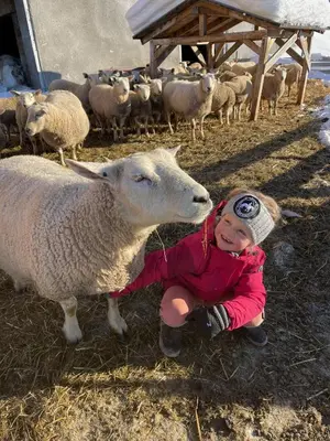 a young child is kneeling next to a sheep at Hytte på Myhre Gård in Skammestein