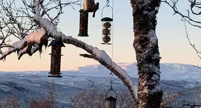 two bird cages hanging from a tree in the snow at Venehovda - cabin at 1000 masl in Ål