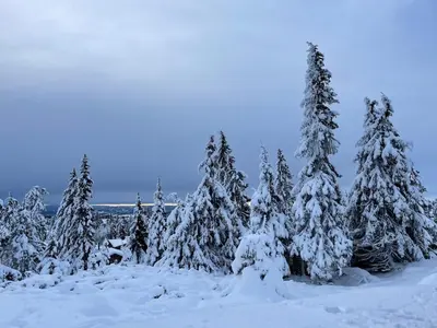 a group of christmas trees covered in snow at Buhaug - cabin at Sjusjøen in Sjusjøen