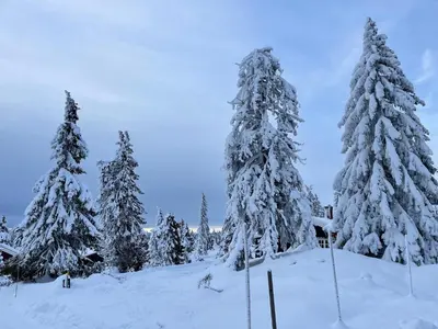 a group of pine trees covered in snow at Buhaug - cabin at Sjusjøen in Sjusjøen