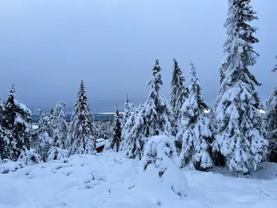 a group of trees covered in snow at Buhaug - cabin at Sjusjøen in Sjusjøen
