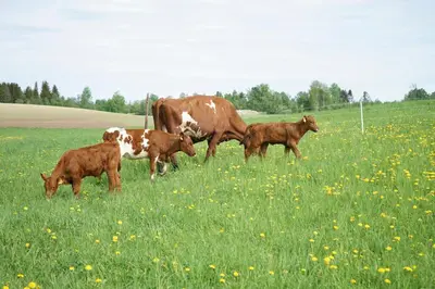 a group of cows grazing in a field of grass at Fokhol Gård Gjestehus in Stange
