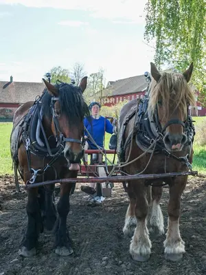 two horses are pulling a man in a carriage at Fokhol Gård Gjestehus in Stange