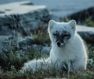 a white dog is walking in the grass at Snøhetta Camping in Hjerkinn