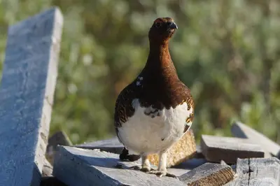 a bird standing on top of a bench at Snøhetta Camping in Hjerkinn