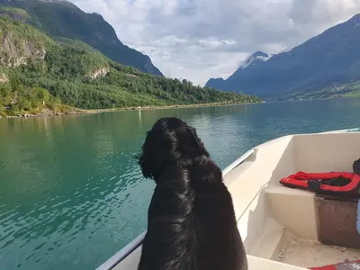 a dog sitting on a boat looking at the water at Sjarmerende feriehus i Olden rett ved fjorden in Stryn