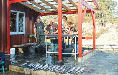 a group of men standing around a table with fish at Cozy Home In Hatlestrand With Sauna in Hatlestrand