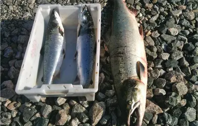 three fish in a plastic container on rocks at Lovely Home In Vågstranda in Hjelvik