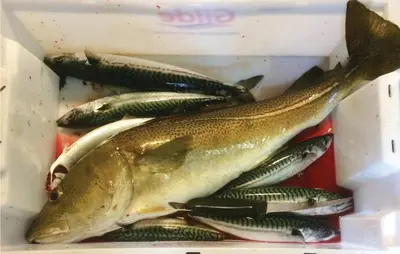a box full of fish sitting on a table at Lovely Home In Vågstranda in Hjelvik