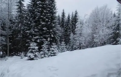 a group of trees with snow on them at Holiday Home Hurdal Steinsjøveien in Hurdal