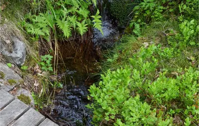 a small stream of water in a field with plants at Holiday Home Hurdal Steinsjøveien in Hurdal