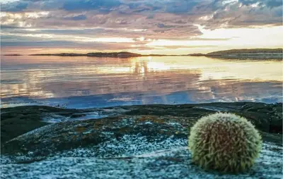 a cactus on the shore of a body of water at Holiday Home Vallersund Nausthylla Haldorhamn in Valsøya