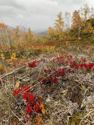 a bunch of red flowers on a hillside at Hytto in Håra